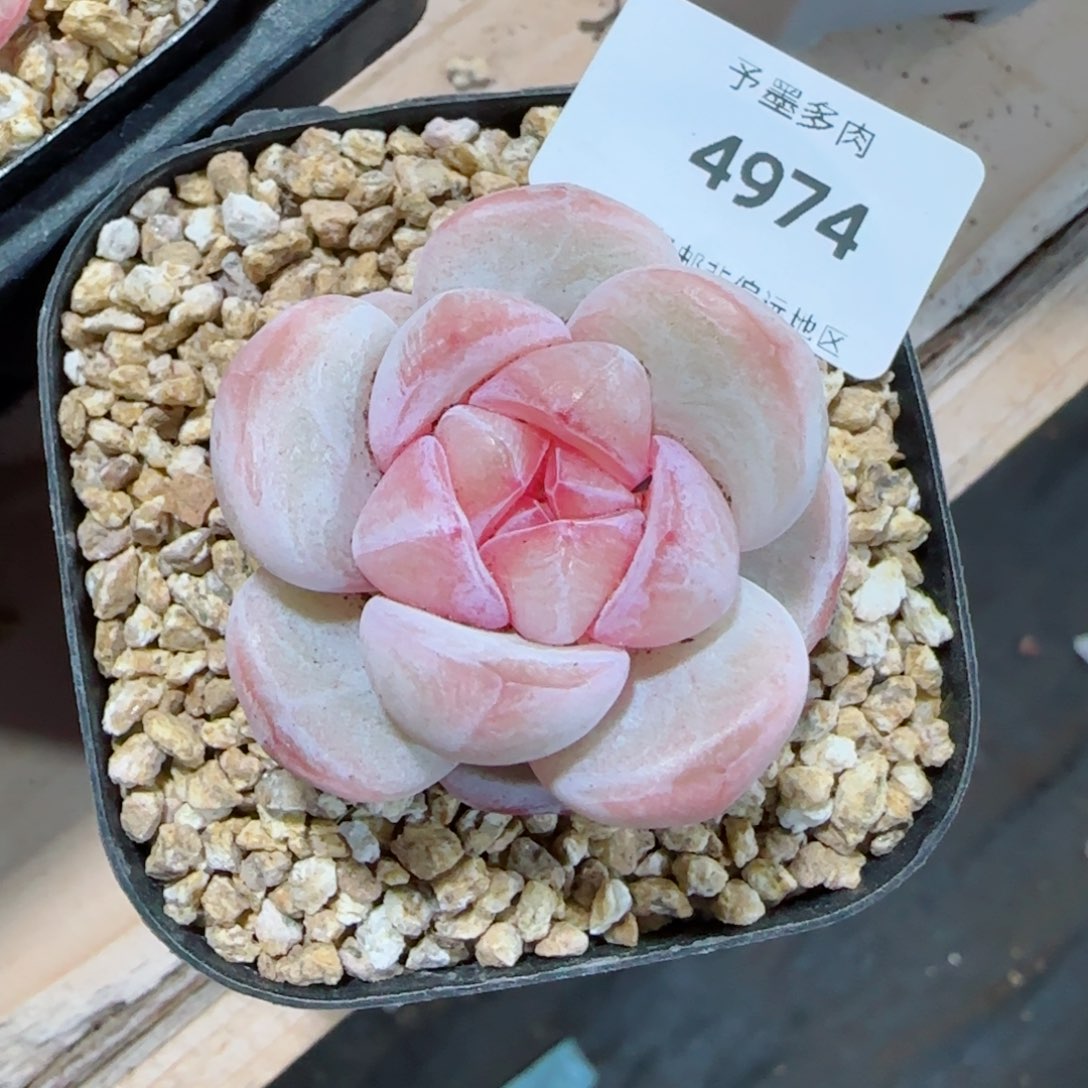 珍妮，4974多肉植物