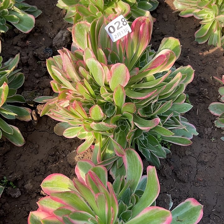 2.13-28七彩石多肉植物5