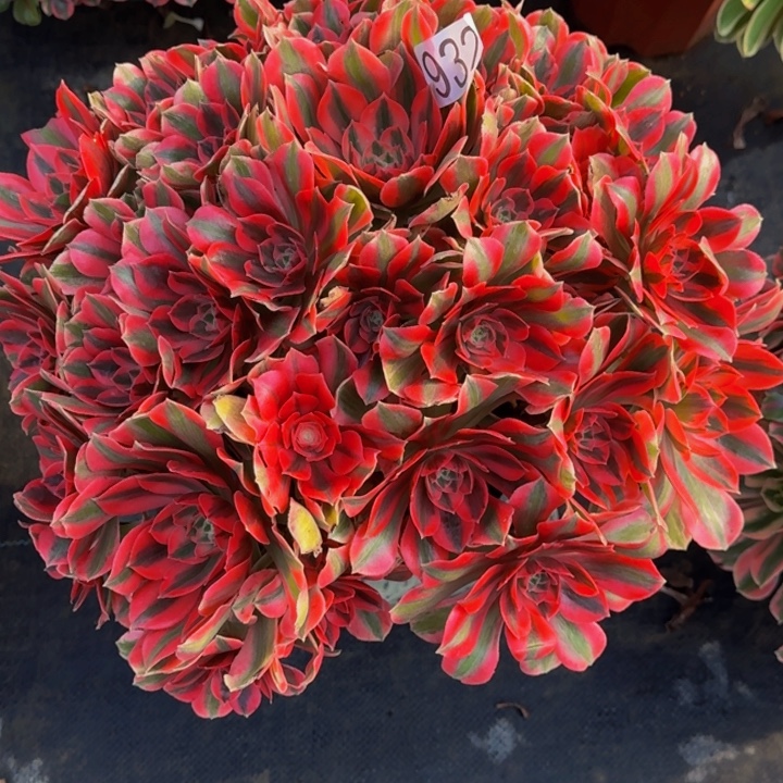 00000000000932女妖福利价