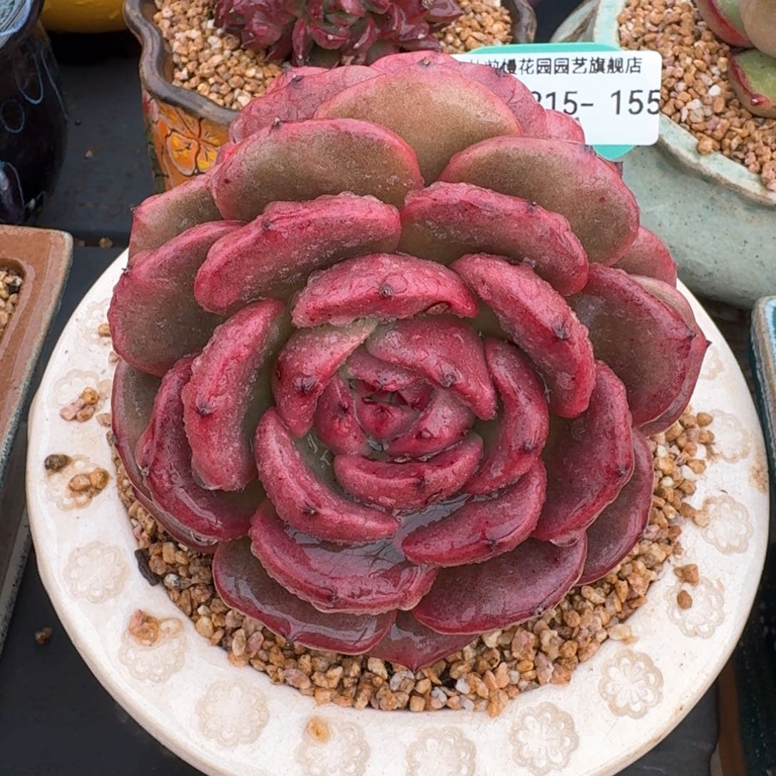 从前慢多肉精选编号0215.155