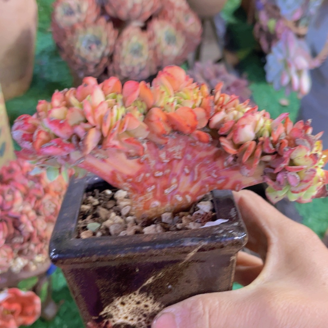 原始克莉丝汀缀30247多肉植物
