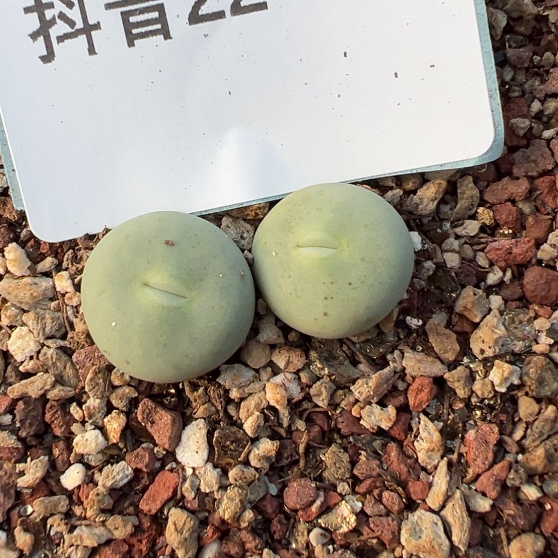 22-86肉锥多肉植物，