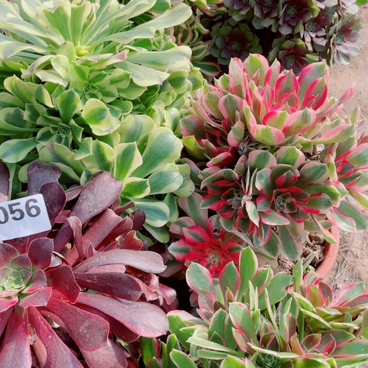 ?*?多肉植物组合056