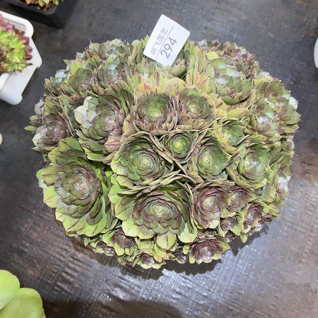 芸***肉294多肉 灰拉丝寄养