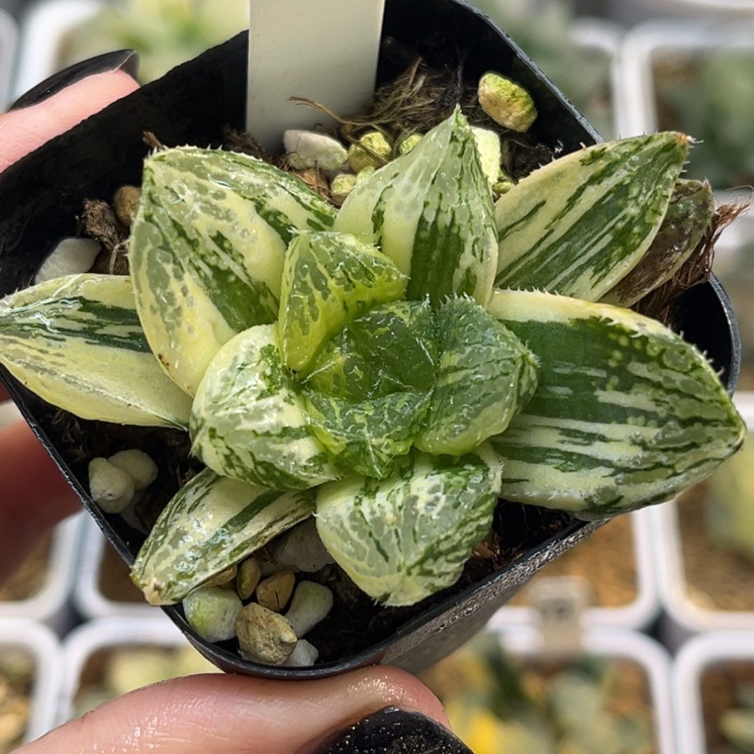 27极上斑宝莲灯玉露锦福利专场