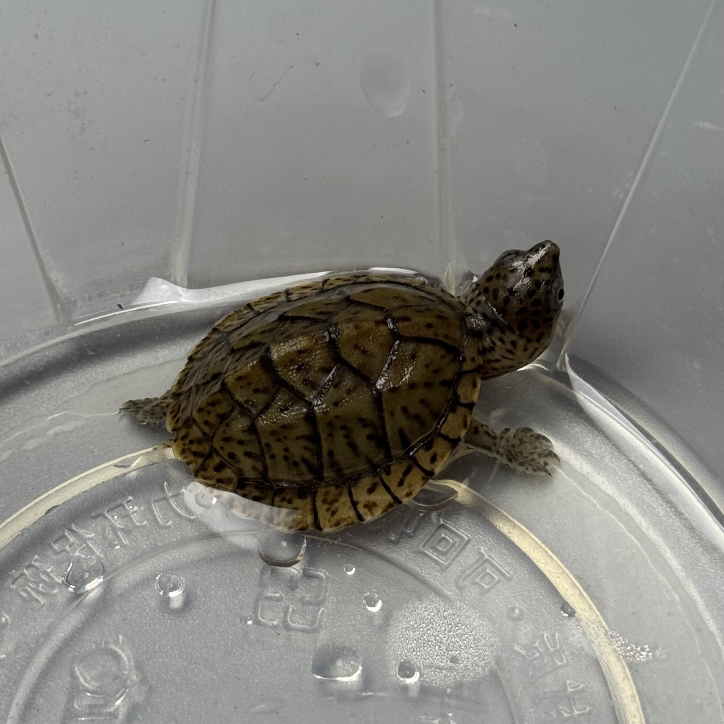 【已售】极品巨头苗【常温3】巨头蛋龟 251208