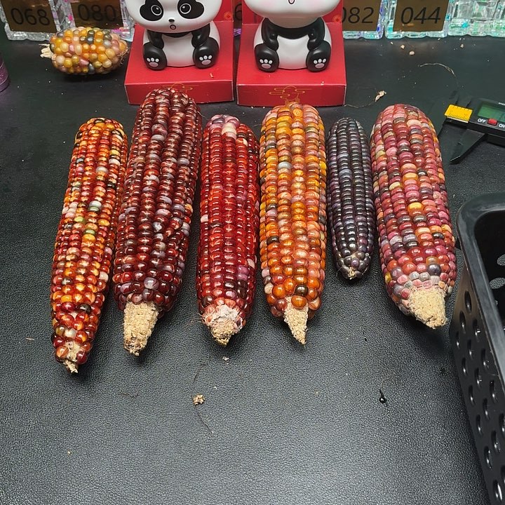 彤***^吊坠柏香籽/百香籽