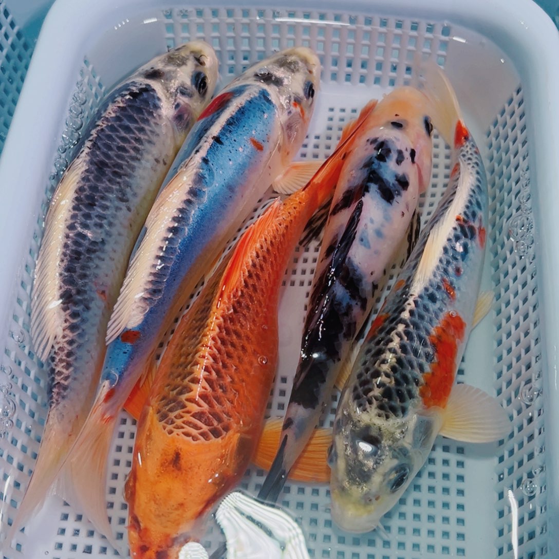 锦鲤锦鲤冷水鱼观赏149