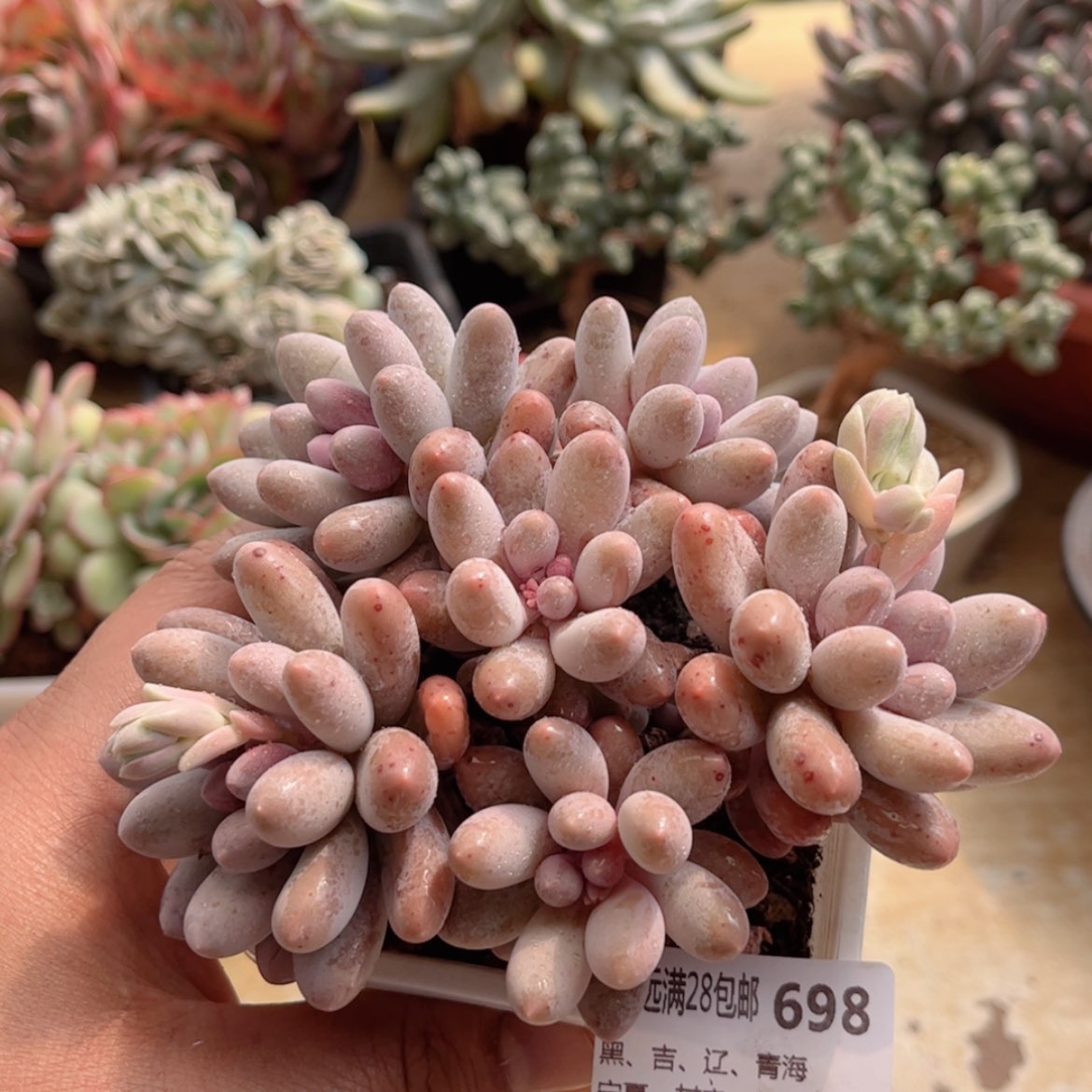 【闪购商品】698汤圆