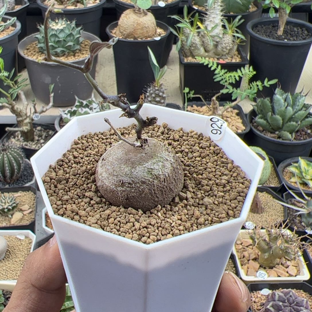 南非龟甲龙一物一拍