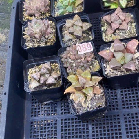 089寿如图东北不拍货