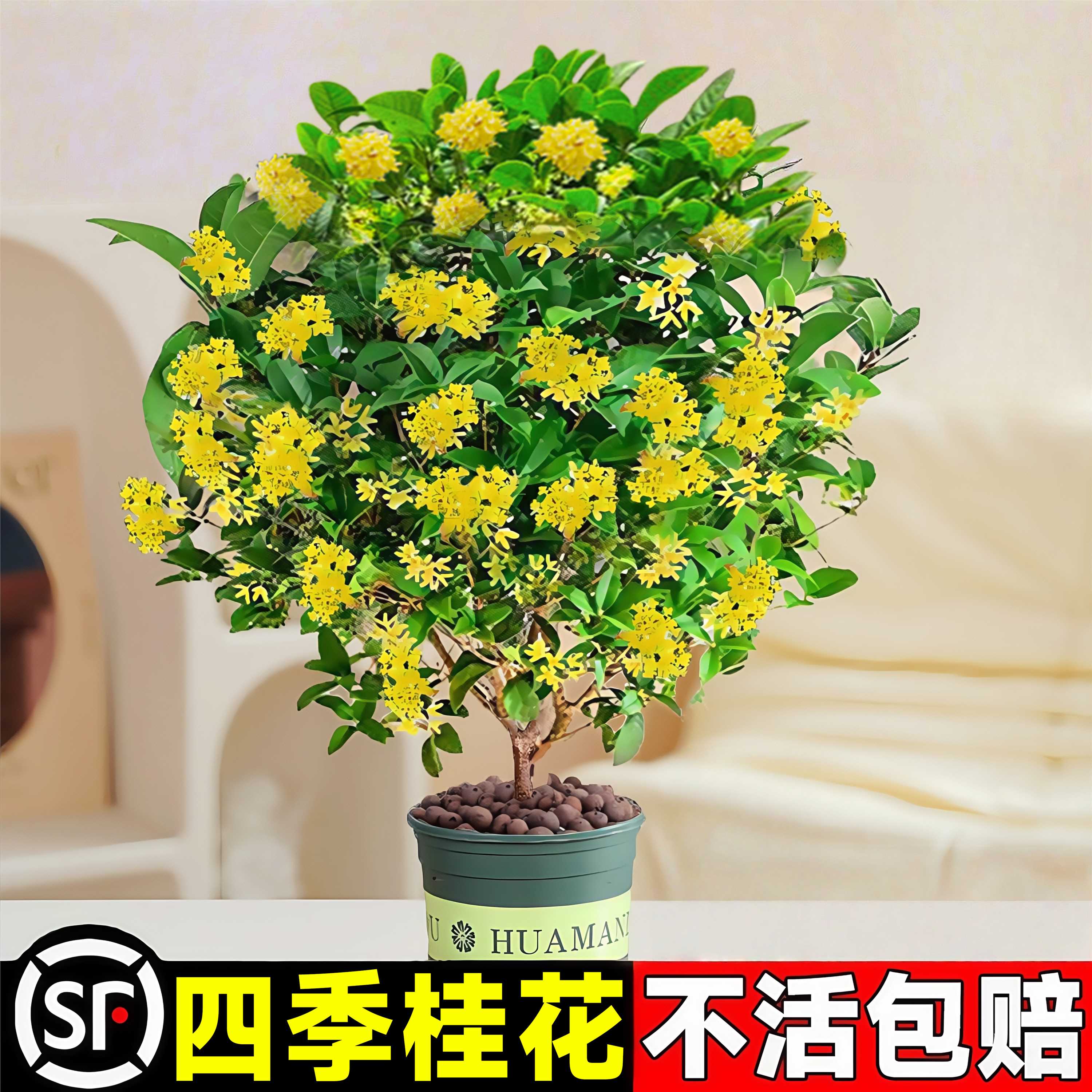 桂花室内盆栽可食用金桂四季桂阳台好养易活庭院浓香耐寒树苗花卉
