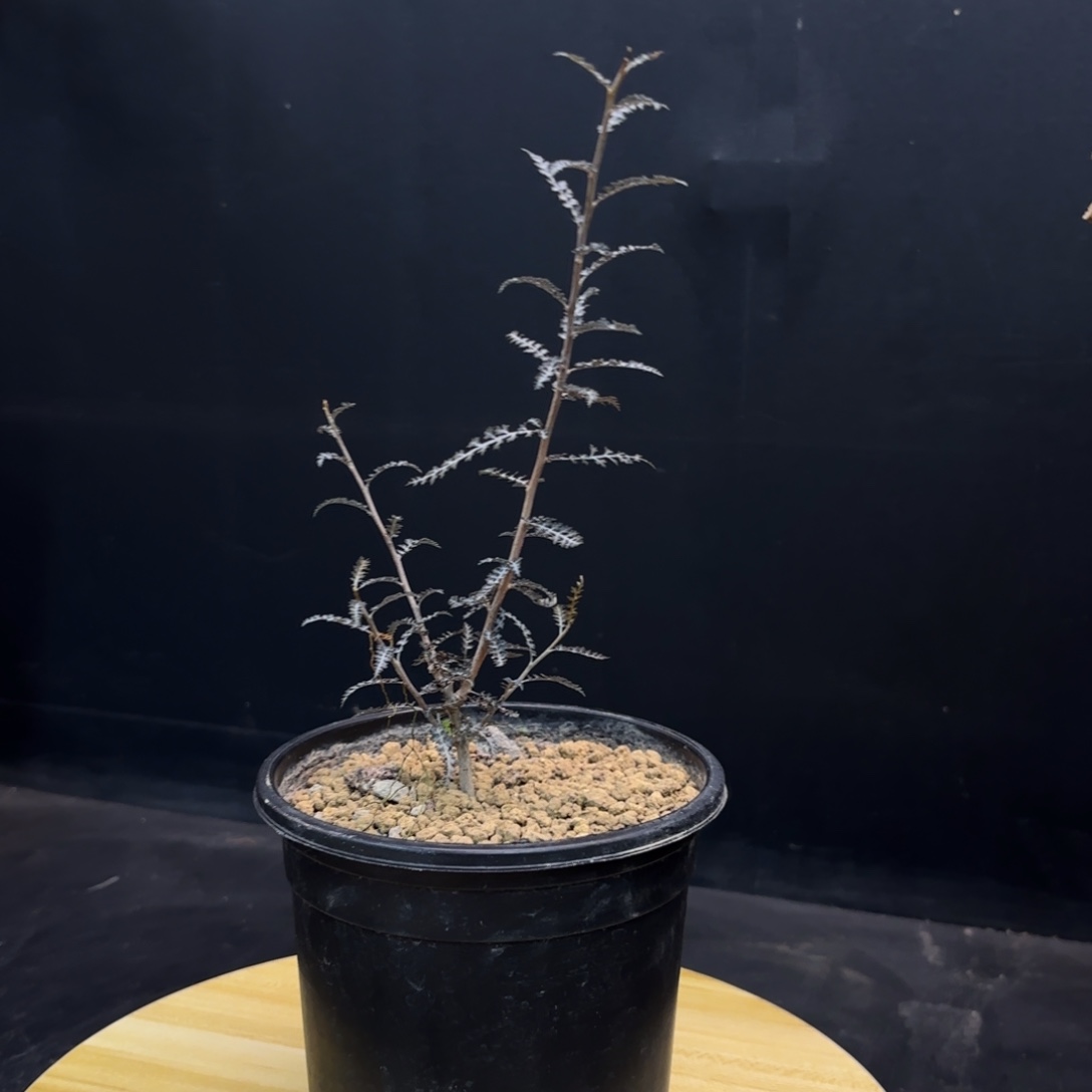 索科特拉带盆发货