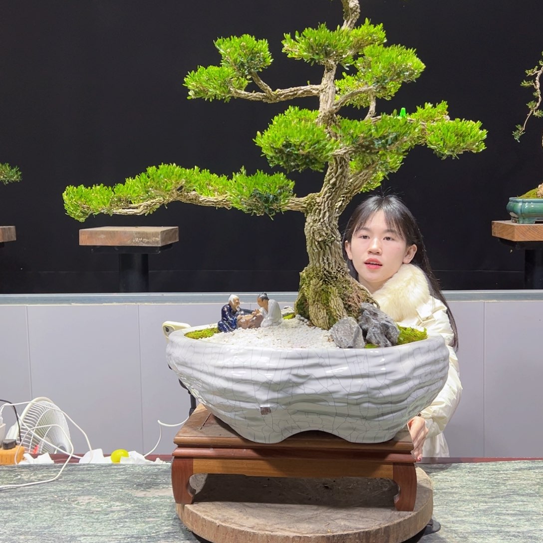 四季常青老桩黄杨盆景