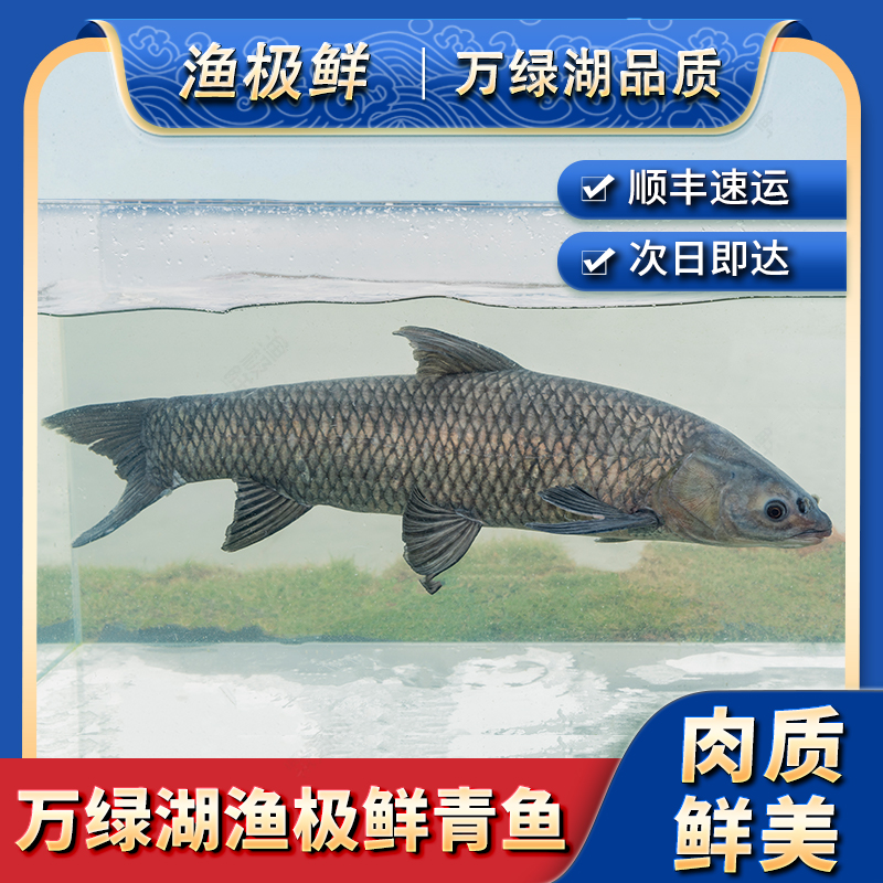 【渔极鲜】万绿湖青鱼-螺丝青黑皖鱼顺丰全国新鲜活发