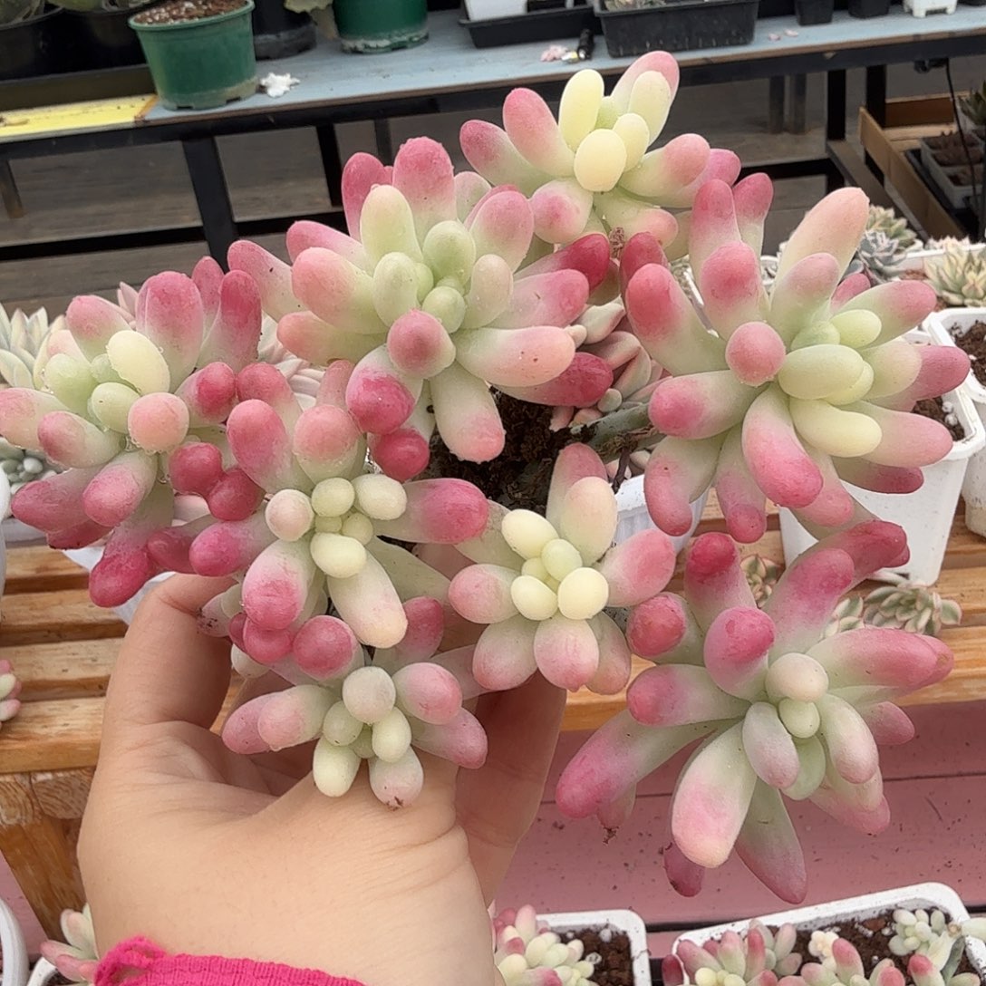 果冻乙女心锦彩锦，多肉植物