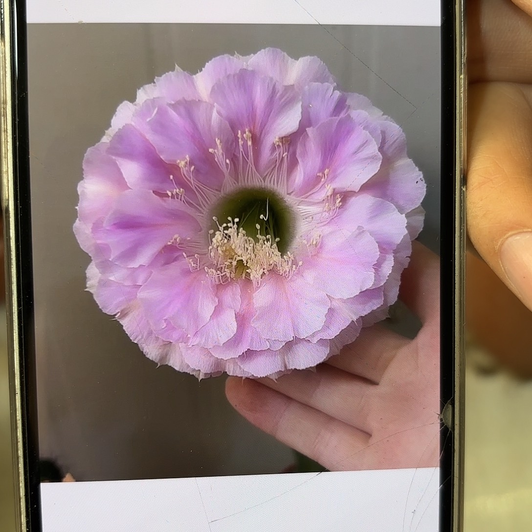 彩草1-33号6.5公分左右