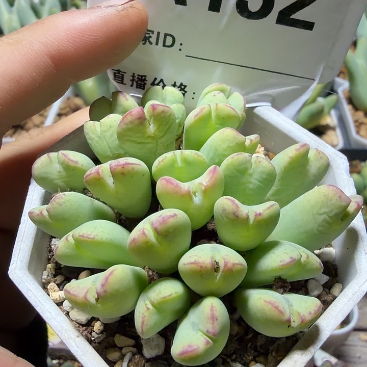 132。多肉植物的生长发育