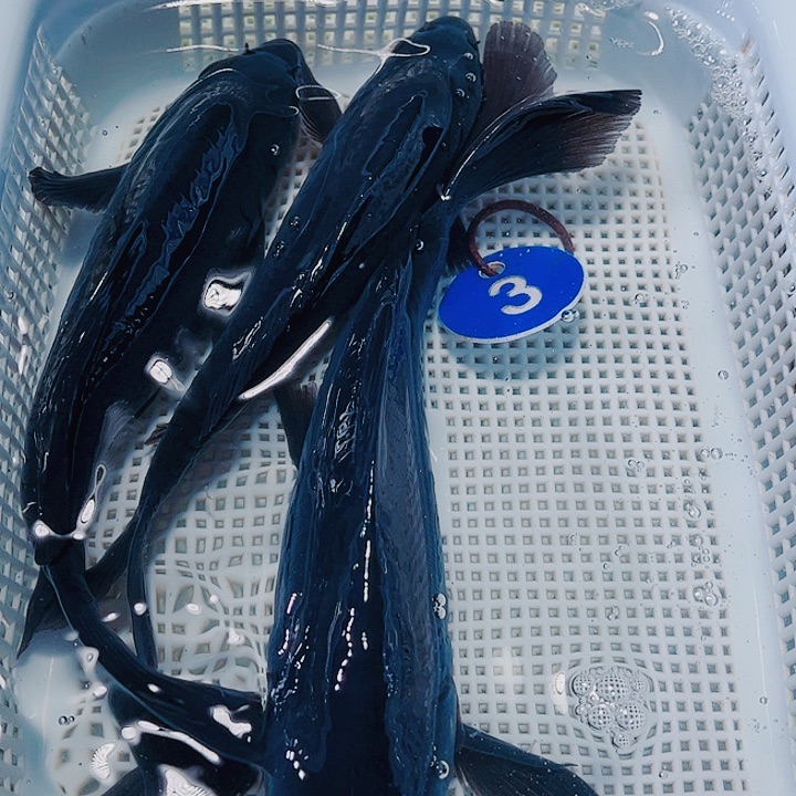 海水鱼观赏鱼锦鲤3