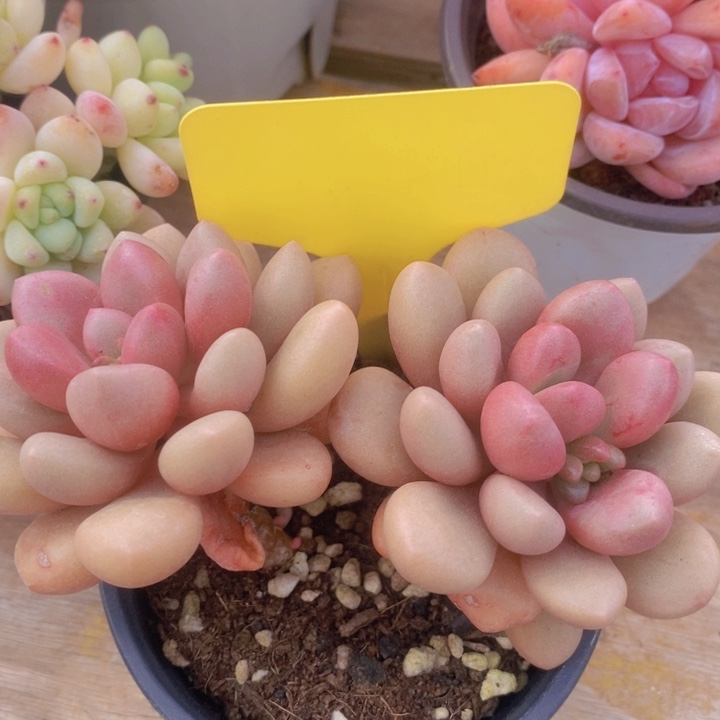 多肉植物，开心多肉