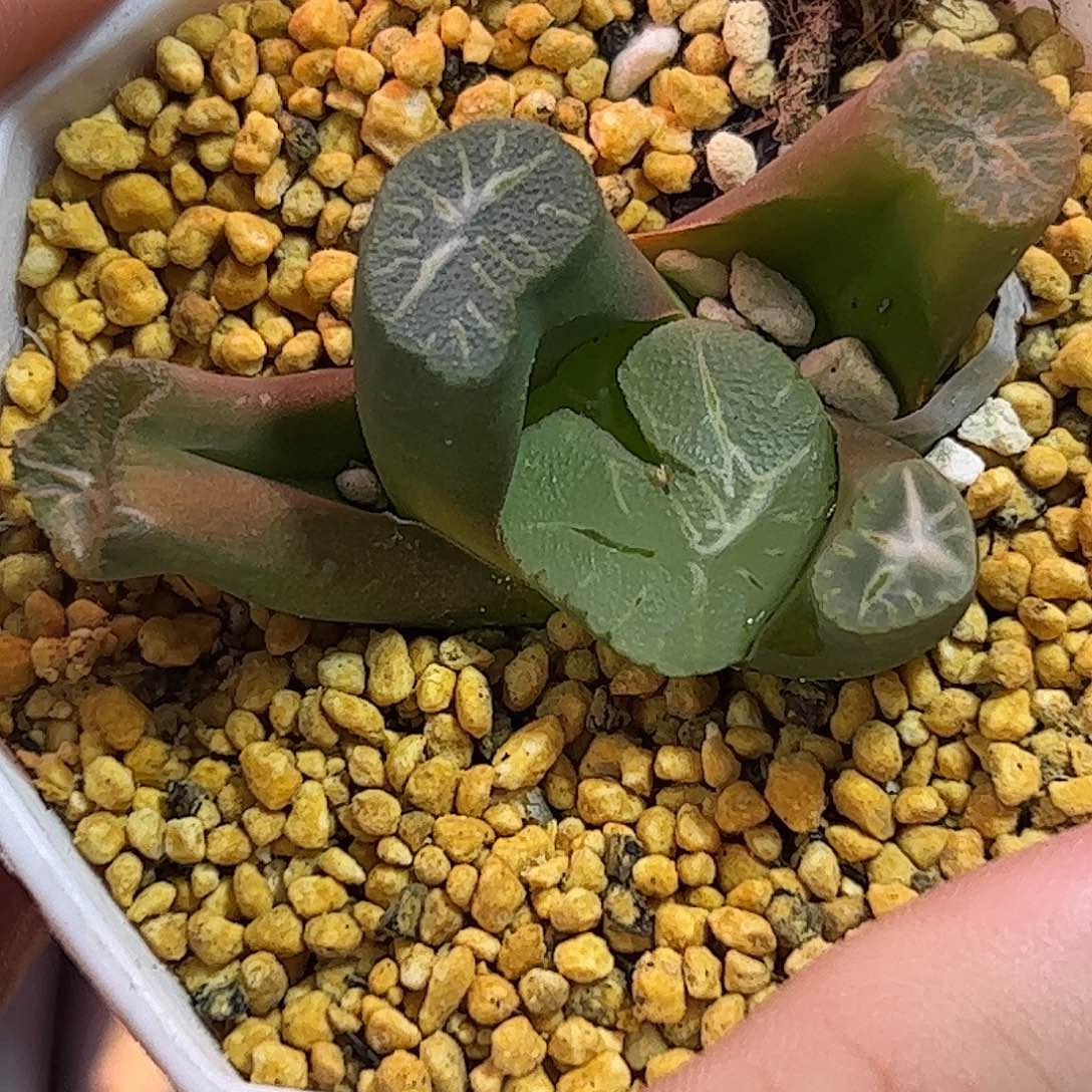 不死鸟万象十二卷多肉植物