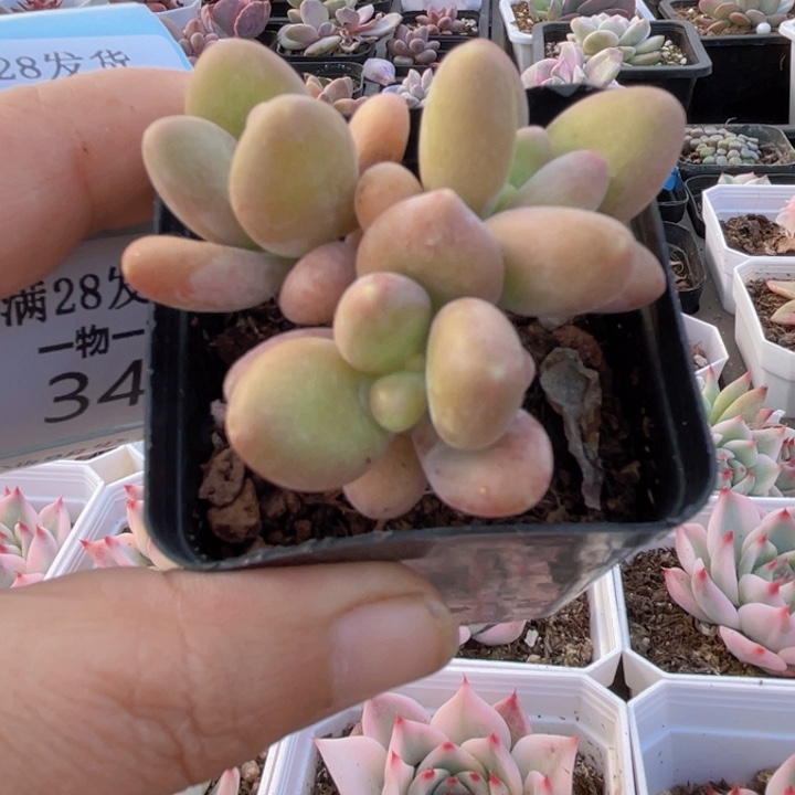芒果美人多肉植物33