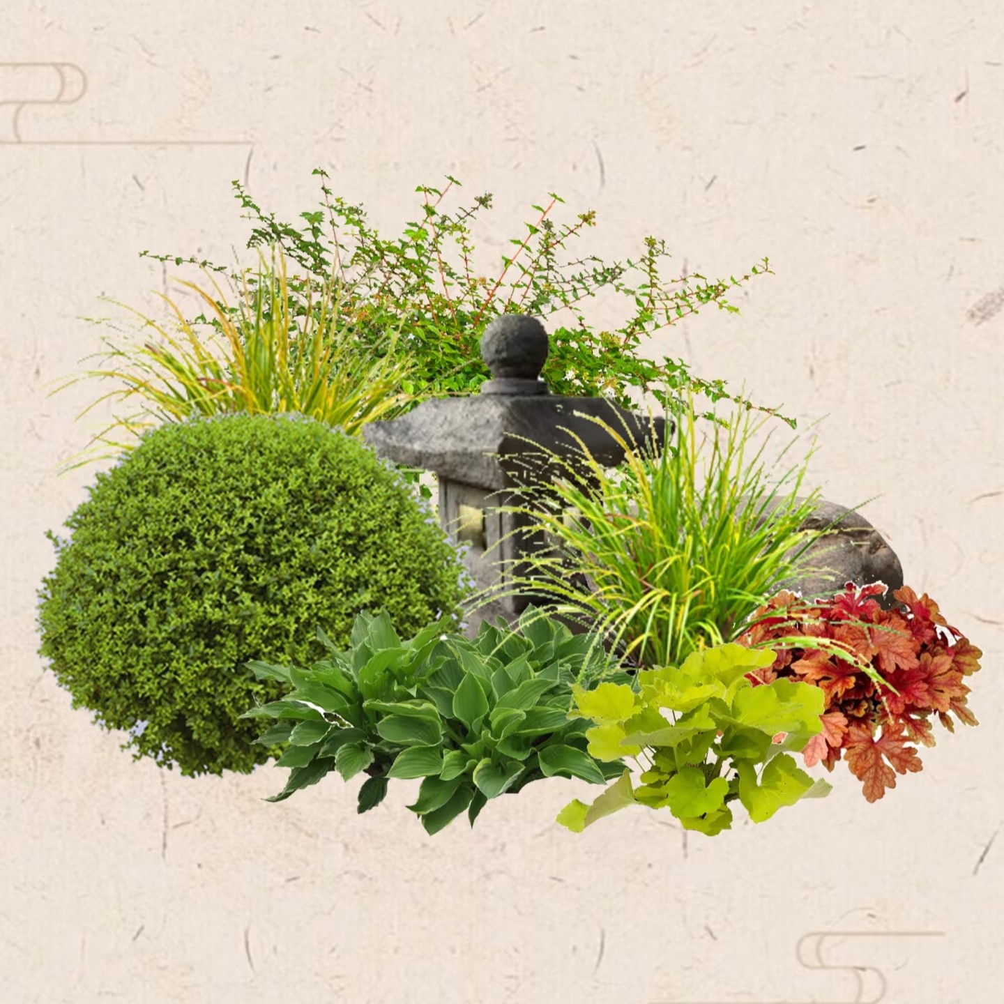【花镜组合】一物一拍 多色四季观叶好养耐阴耐寒花园花镜庭院