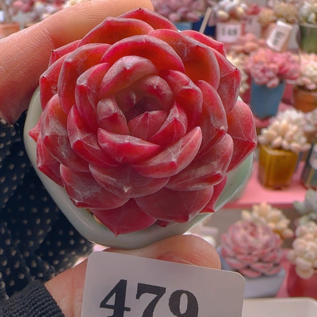 糖心479 ，带盆土发货，满38包邮非偏远。