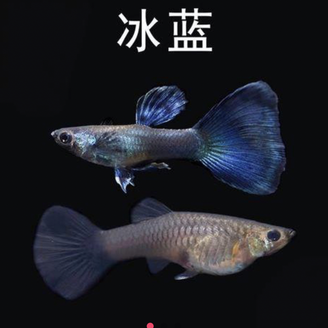 莫斯科冰蓝种鱼（当天取件开箱视频报损）