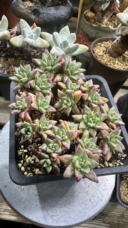 韩货绿菊仙女杯吖