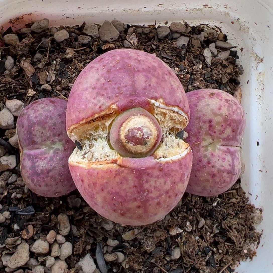 2.16好看的多肉941