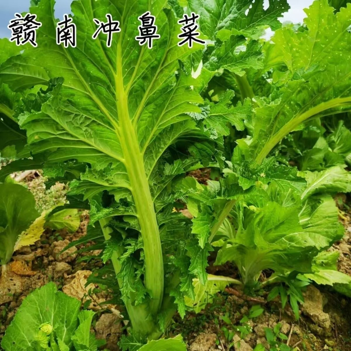 赣南露天新鲜时令大叶苦青菜冲鼻菜辣菜酸菜原材料棒棒菜芥菜菜心