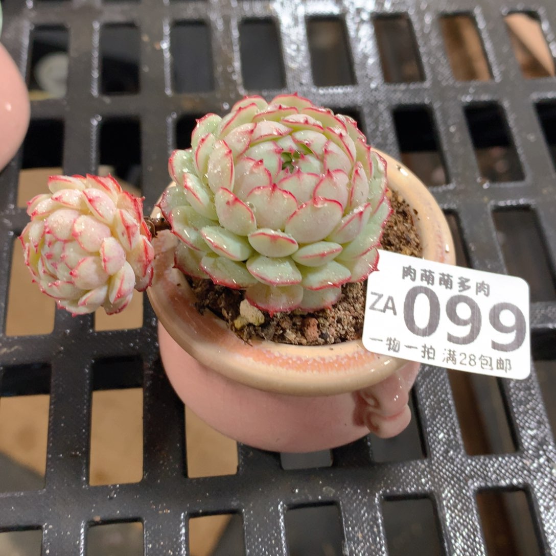 肉萌萌拇指盆精控多肉ZA099