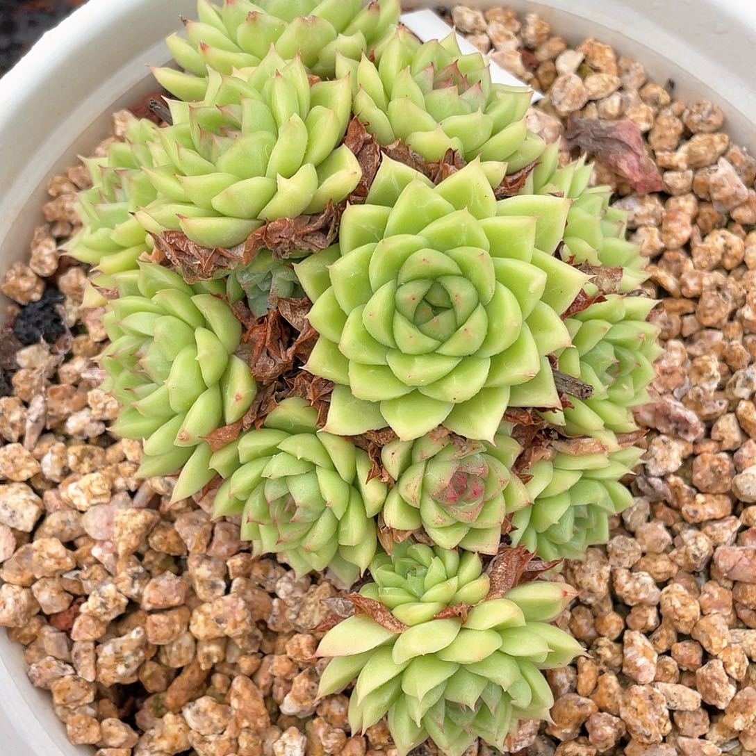 多肉植物一物一拍