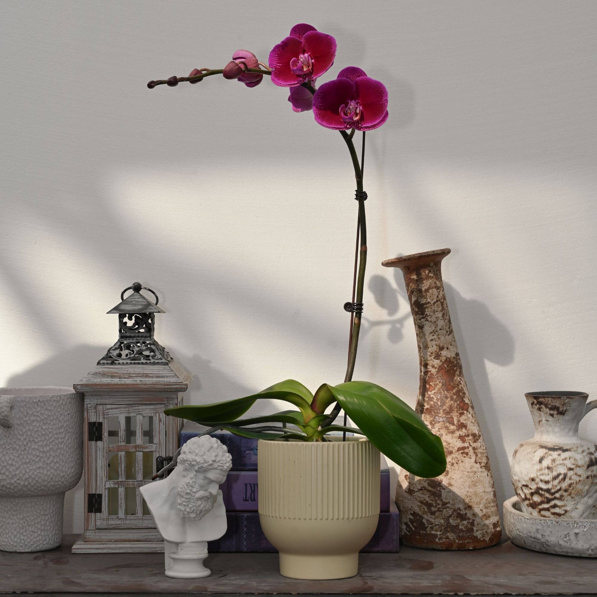 TOP FLOWER/上花 黑玫瑰 深紫红丝绒感中花型【新品】