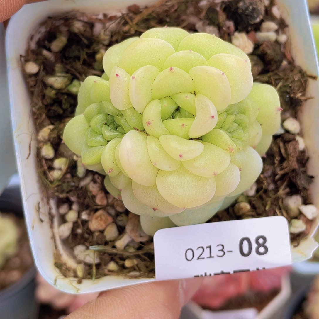 00000000000008量拍