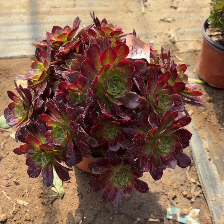 安娜锦多肉法师2374