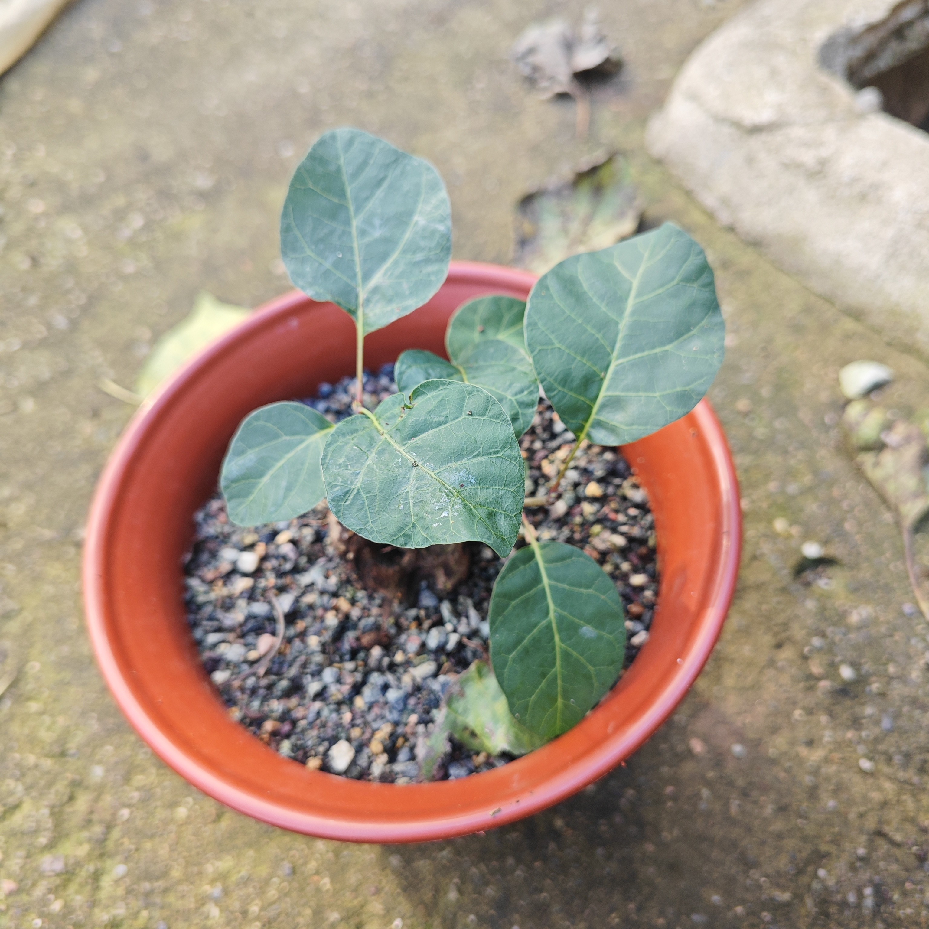 一物一拍不黄栌盆景室内植物