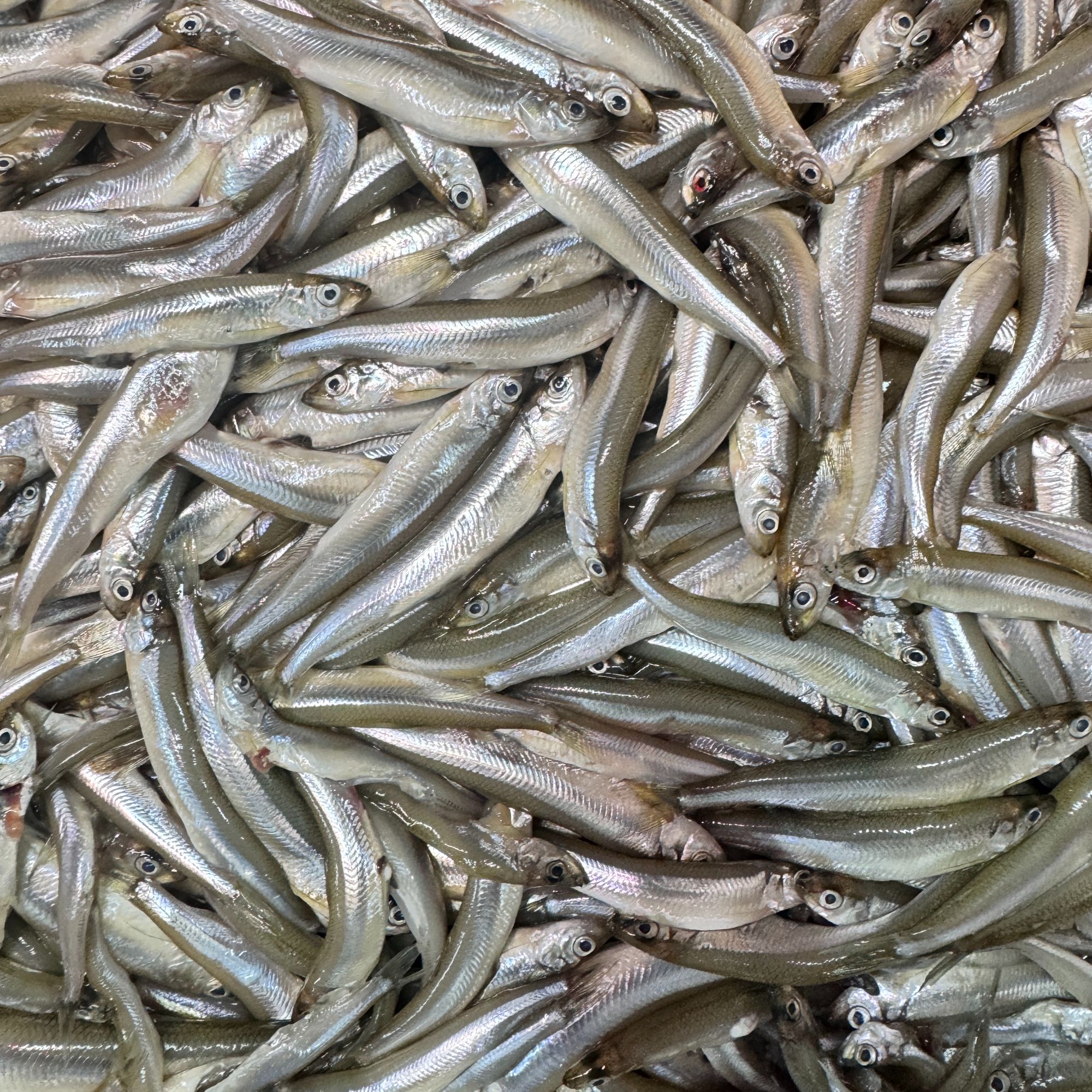 到手一斤  小公鱼