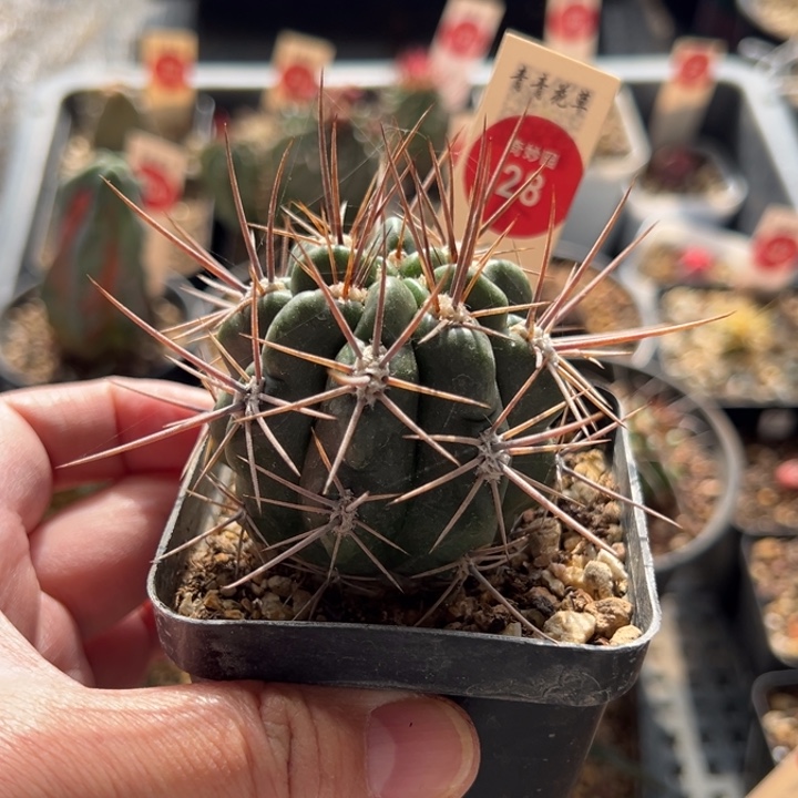 狂刺恐龙丸一棵仙人球