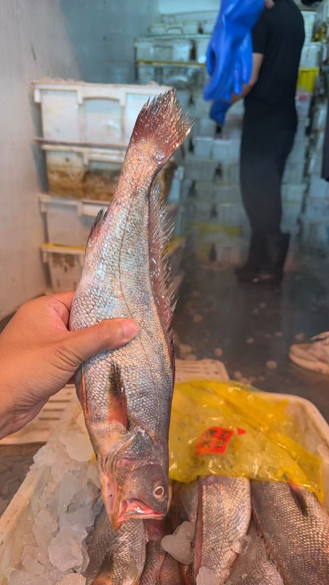 东海野生鮸鱼码头直发
