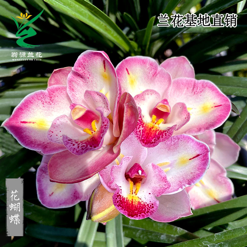 翁源兰花苗大花蕙兰花蝴蝶开花浓香好养室内阳台花卉盆栽