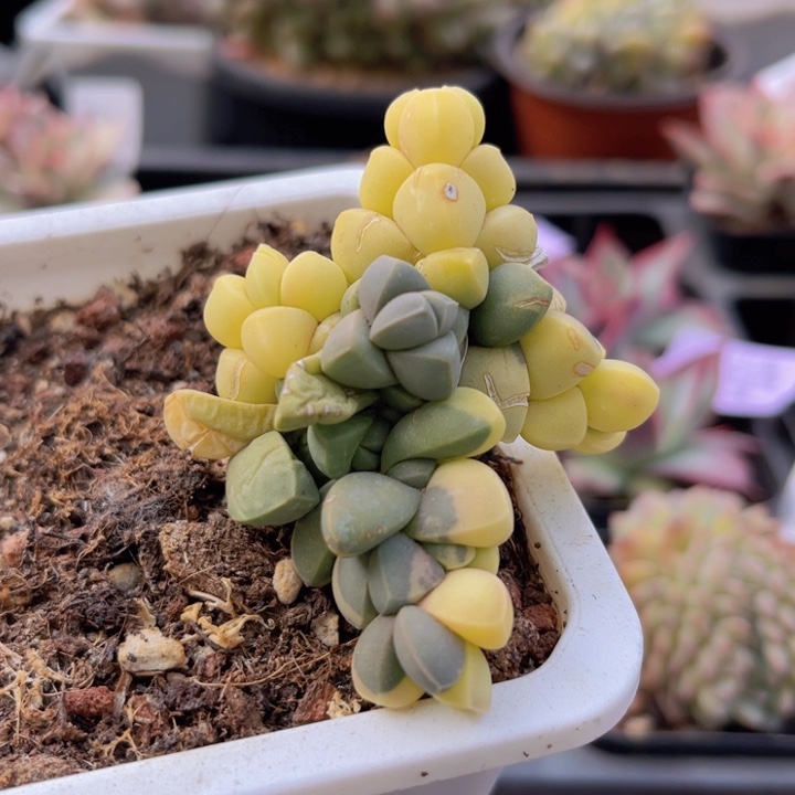 鹿角海棠锦多肉植物214
