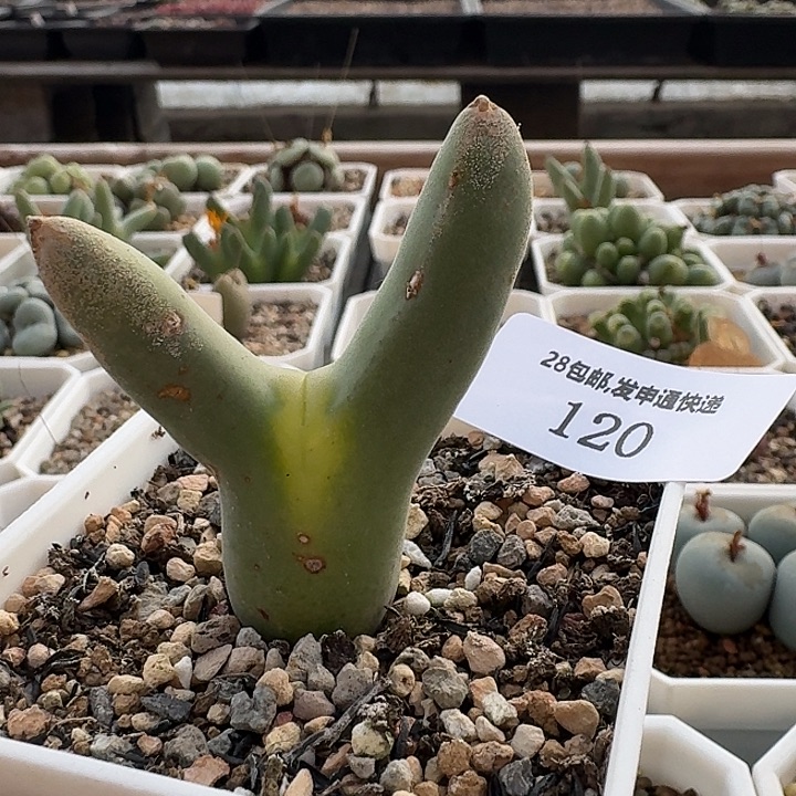 120 皮卡丘肉锥。      