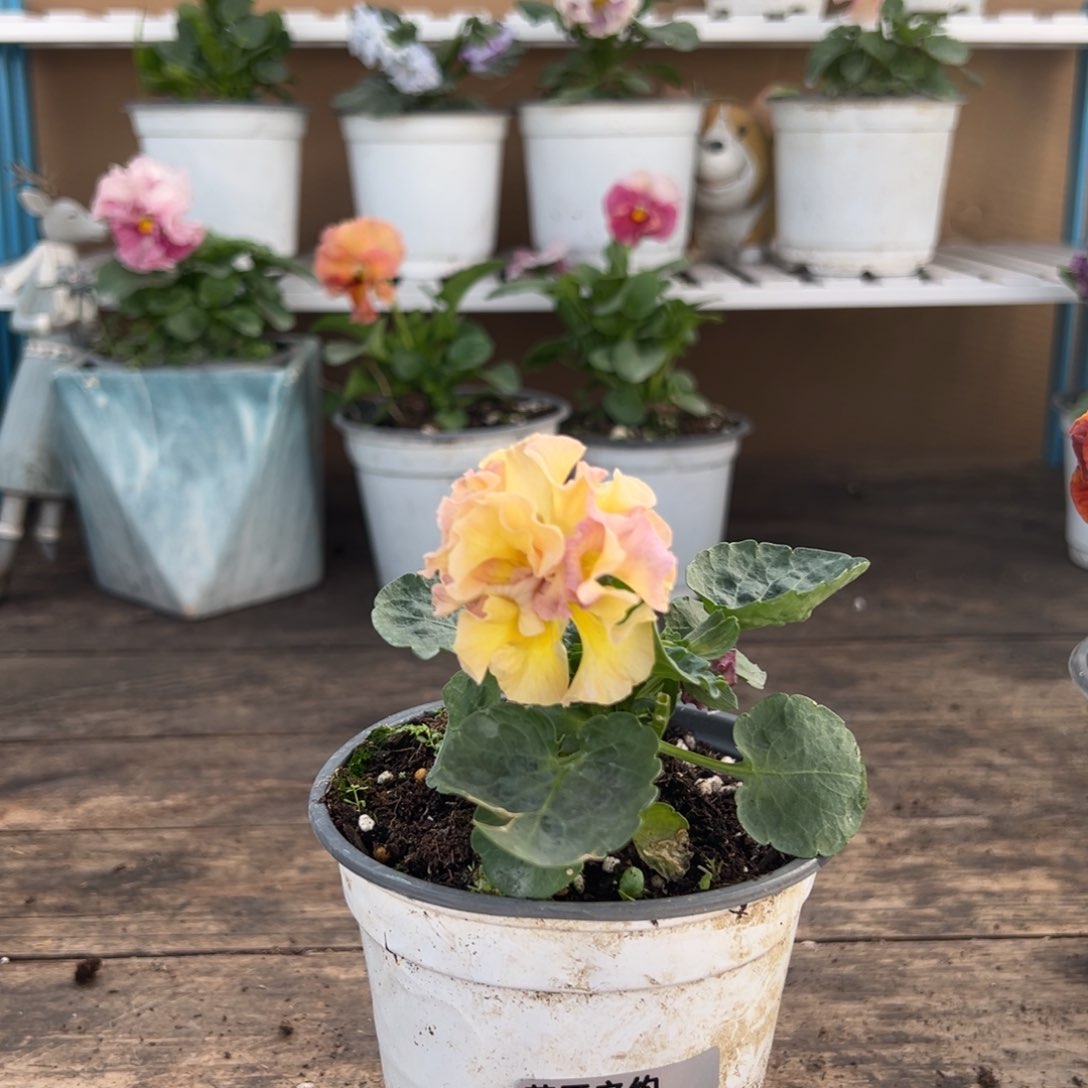 【闪购商品】完全开放111号