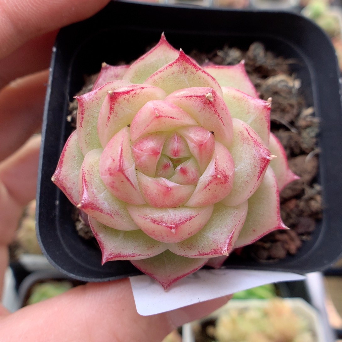 Q167山茶花三边线麦杆