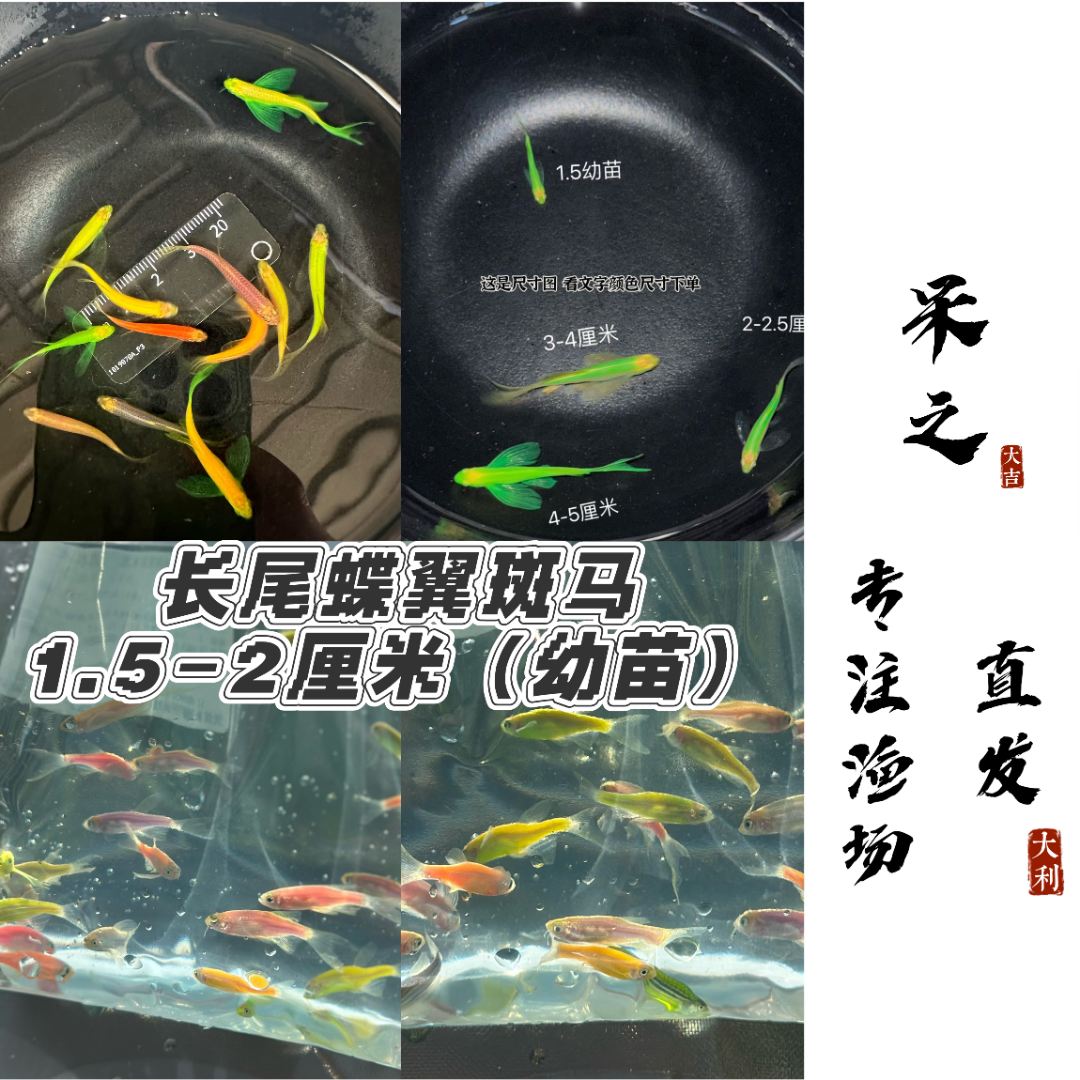 【多色1.5-2cm幼苗】蝶翼斑马鱼长尾长鳍小型热带淡水观赏鱼好养活