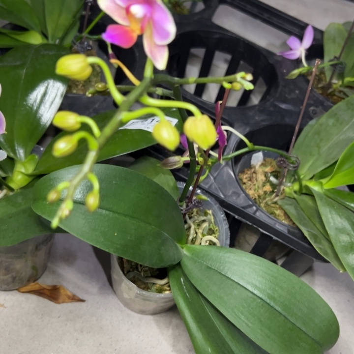 不开花植物原生3.5