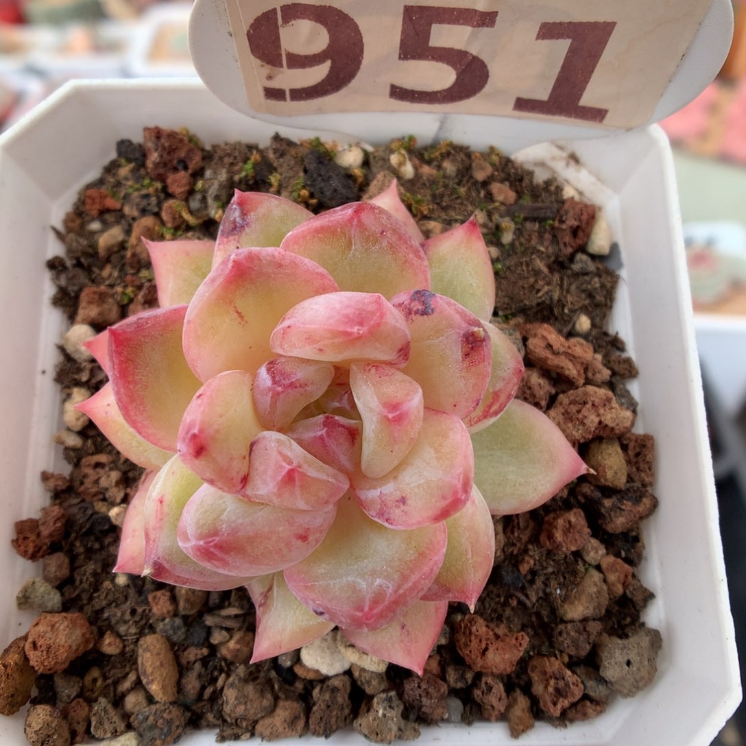 951钻石珍妮石化多肉