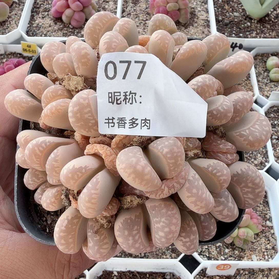 多肉植物多肉植物